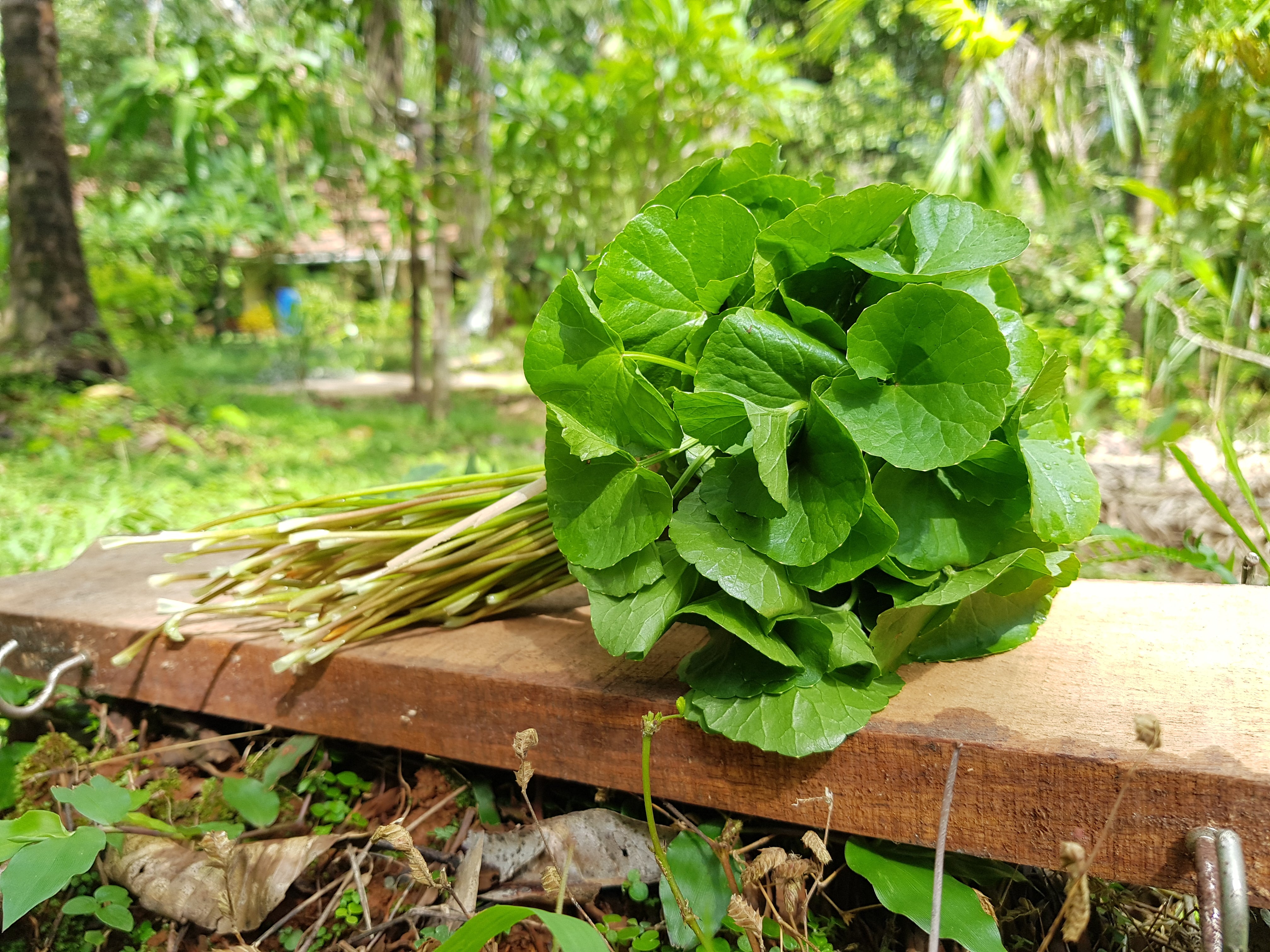 brahmi plant seeds Brahmi Big Leaf ( Centella Asiatica)