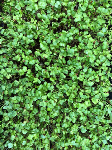 Microgreens