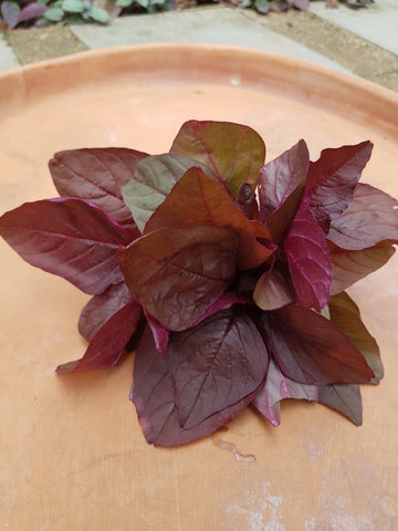 Amaranth Leaves