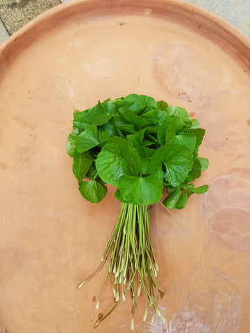 Brahmi  Big Leaf ( Centella Asiatica)