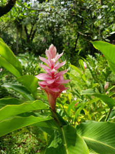 Red, Pink Ginger: Here's What To Know About These Flowering Ginger Plants