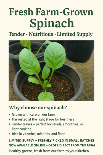 Spinach