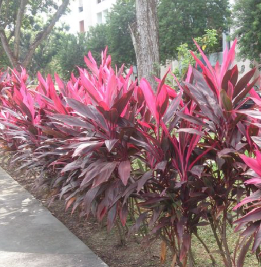 Hawaiian ti plant