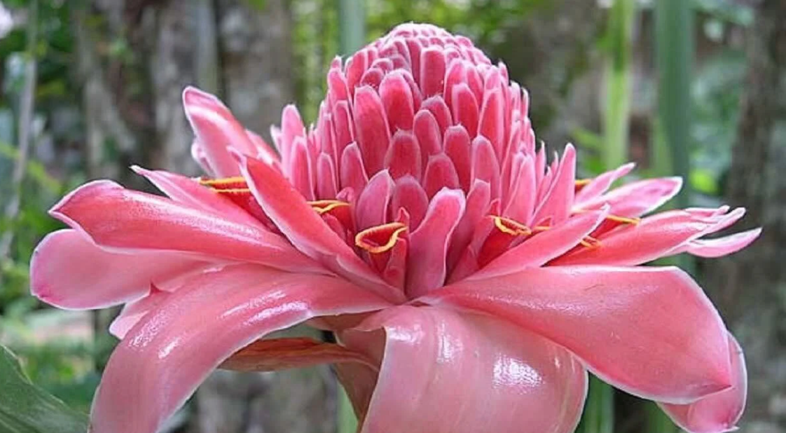 Torch Ginger Flower
