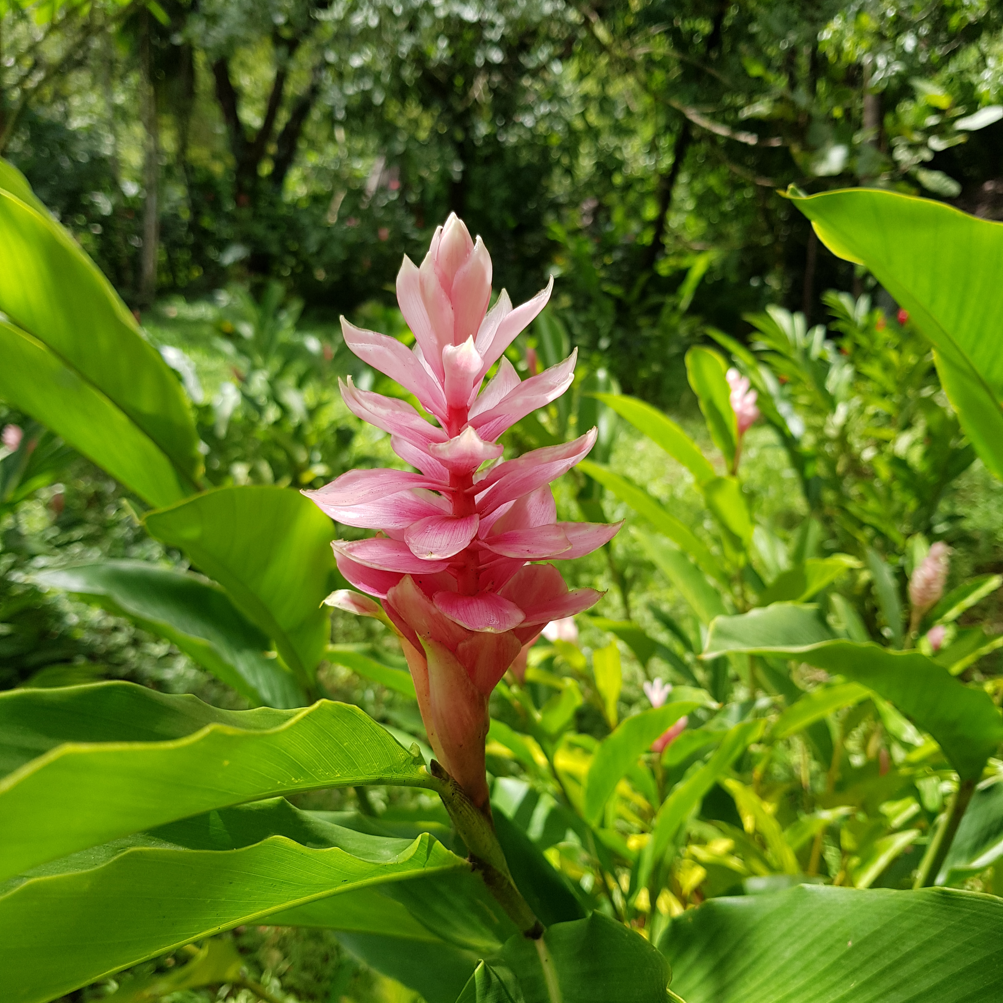 ginger lily flower Pink Ginger Lili
