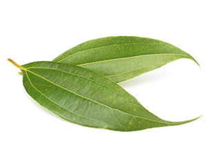 Cinnamon Leaves - Green