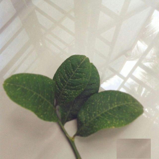 Gondhoraj Lemon Leaves