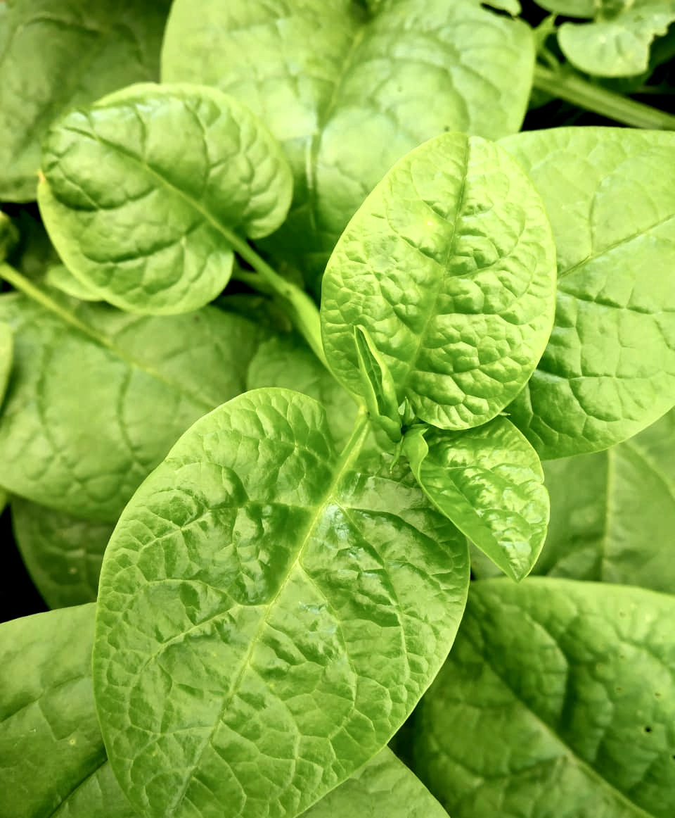 Malabar Spinach (Green)