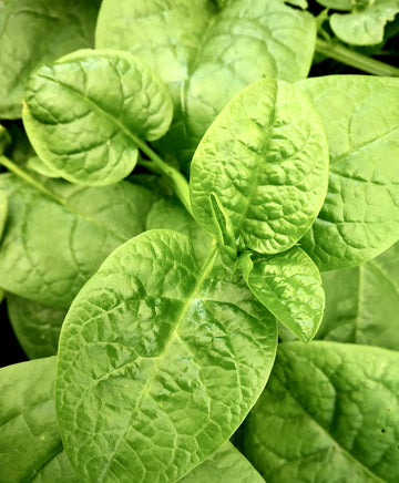 Malabar Spinach (Green)